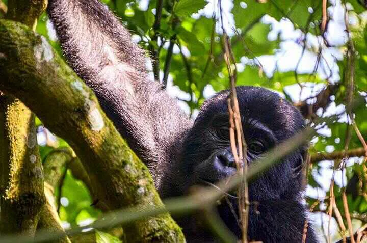 gorilla hanging in a tree